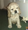 Cocker Spaniel